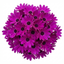 1 Senetti Magenta Pericallis Daisy Plant, Summer Flowering, Outdoor Garden Ready, 6.5 Litre Root-Ball
