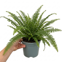 Boston Fern Nephrolepis Exaltata Plant (3L Pot)