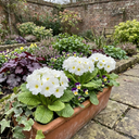 Primrose Queen White Plants (Set of 3 or 6)