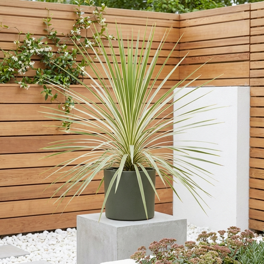Potted cordyline with arching green and cream striped sword leaves on a plinth by a slatted fence