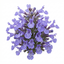 Nepeta Faassenii Catmint Plants (Set of 3 or 6)