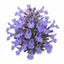 Set of 3 or 6 Nepeta Faassenii Catmint Plants, Hardy Perennial, Bee Friendly Blue Flowering Plants, Outdoor Garden Ready, 1 Litre Root-Ball