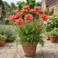 1 Papaver Orientale Turkenlouis Plant, Red Hardy Oriental Poppy Perennial, 3 Litre Root Ball