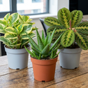 3 Live Houseplants Plant (1L Pot)