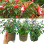 Set of 3 or 6 Large Plants - Fuchsia Diva Cherry & White, Ready to Plant in Your Garden