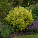 Euonymus Aureomarginatus Plant (2L Pot)