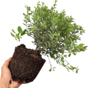 Pittosporum Tom Thumb Plant