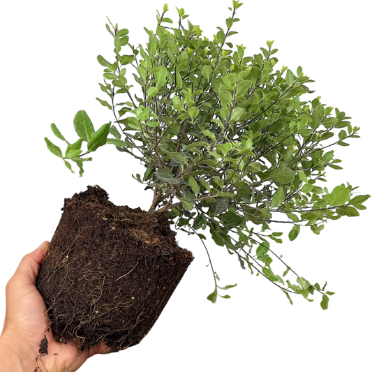 Pittosporum 'Tom Thumb' – Evergreen Shrub (3L Pot)