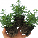 Lobelia Upright Sweet Springs White Plants (Set of 3 or 6)