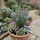 Rosemary ‘Blue Winter’ Herb Plants (Set of 3 or 6)