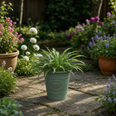 3 Litre Hosta Silly Strings Plants in Nursery Pots