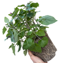 Senetti Pink Bicolour Plant (2L Pot)