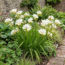 Freesia White River Perennial Plants