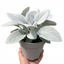 1 Senecio Angel Wings Silver Leaf Perennial Plant, Drought Tolerant, Garden Ready, 23cm/5L Root Ball