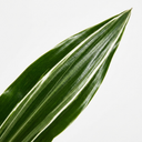 Dracaena White Jewel Dragon Tree Plants