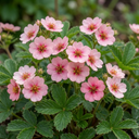 Potentilla Miss Wilmott Shrub Plants (Set of 3 or 6)