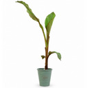 Banana Tree 3L (100–120 cm Tall)