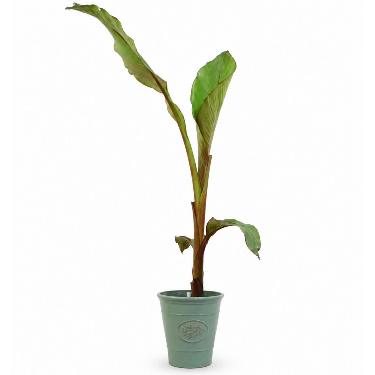 Banana (Musa) – Architectural Foliage Plant (3L Pot, 100 to 120cm Tall)