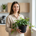 Hedera Helix English Ivy Plants