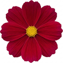 Cosmos Apollo Carmine Plant (2L Pot)