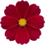 1 Large Plant - Cosmos Apollo Carmine, Ready to Plant in Your Garden, 2L Pot