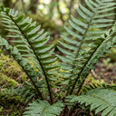 Shield Fern Dryopteris Atrata Plants (Set of 3 or 6)