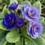 Set of 3 or 6 Primrose Chameleon Blue Hardy Perennial Plants, Colour Changing Spring Flowers, Outdoor Garden Ready, 1 Litre Root-Ball