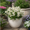 Nemesia Lady Mary Plant (5L Pot)