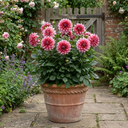 Dahlia Maggiore Fun Rose Bicolour Plants