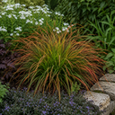 3 Carex Prairie Fire Plants, 9cm Pots, Autumn Garden