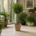 5L Bay Tree Standard, Laurus Nobilis, Nursery Pots