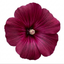 1 Lavatera Burgundy Wine Tree Mallow, Hardy Perennial Flowering Shrub for Cottage Garden, 2L Root-Ball