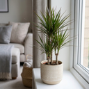 Dracaena Marginata Dragon Tree 3 Stem Plant (3L Pot)