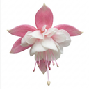 Upright Fuchsia Fuchsita Pink & White Plant (2L Pot)