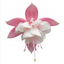 1 Large Plant - Upright Fuchsia Fuchsita Pink & White, Outdoor Garden Ready, 2L