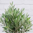 3 Litre Bushy Olive Tree, Nursery Pot, Outdoor, Pots