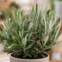 Mini Olive Bush, 1.5Ltr Pots, Small Olive Tree UK