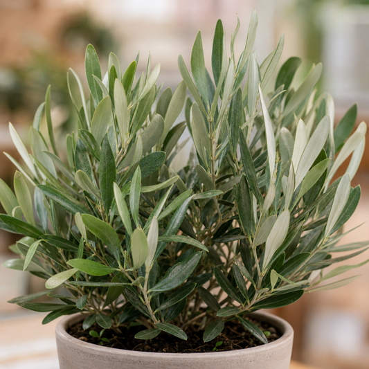Olive (Olea europaea) – Mini Bush (1.5L Pot)
