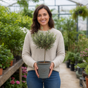 3L Olive Tree Plant, 80-100cm, Mediterranean Nursery Pots