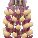Lupin Persian Slipper Flower Plants