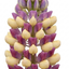 1 Lupin Persian Slipper Hardy Perennial Flower Plant, Bee Friendly Cottage Garden Ready, 3L Root Ball