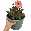 Dahlia Dahlegria Pink Flame Plant (3L Pot)