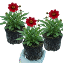 Coreopsis Uptick Red Plants (Set of 3 or 6)