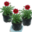 Set of 3 or 6 Coreopsis Uptick Red Hardy Perennial Plants, Bee Friendly Summer Flowering Tickseed, 1 Litre Root Ball