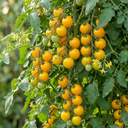 Tomato Tumbling Tom Yellow Plants (Set of 3 or 6)