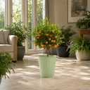 Calamondin Orange Tree 5Ltr, Indoor Citrus Tree, Pots