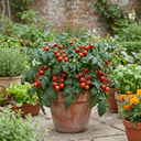 Tomato Losetto Variety Plants (Set of 3 or 6)