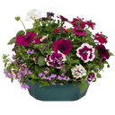 7 Colour Coordinated Plants - Berry Swirl Theme Speedplanter, Garden Ready