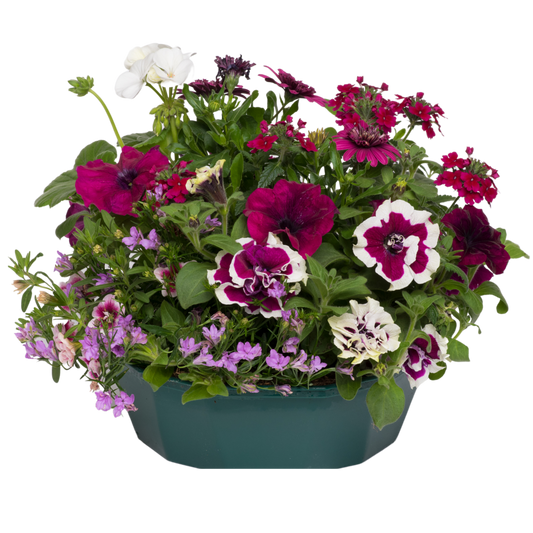 Berry Swirl Speedplanter – Ready Planted Summer Display (7 Plants)