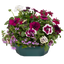 7 Colour Coordinated Plants - Berry Swirl Theme Speedplanter, Garden Ready